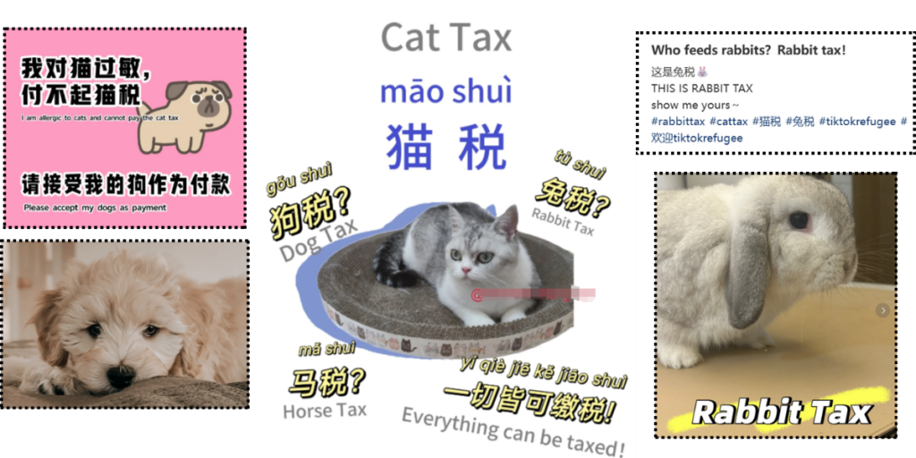 cat tax-XHSPlus